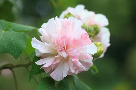 芙蓉 植物|变脸大师——木芙蓉